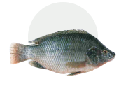 Tilapia - Green Fish