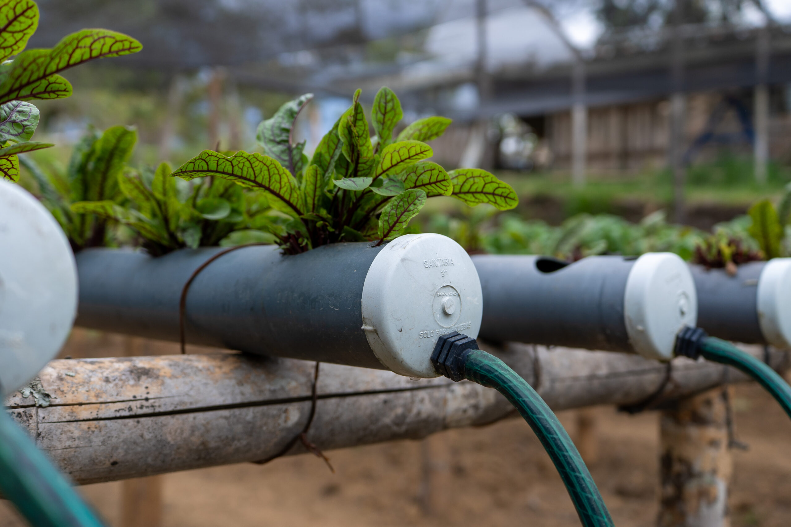 Plantas en tubos de cultivo de un sistema acuapónico en la granja de Green Fish