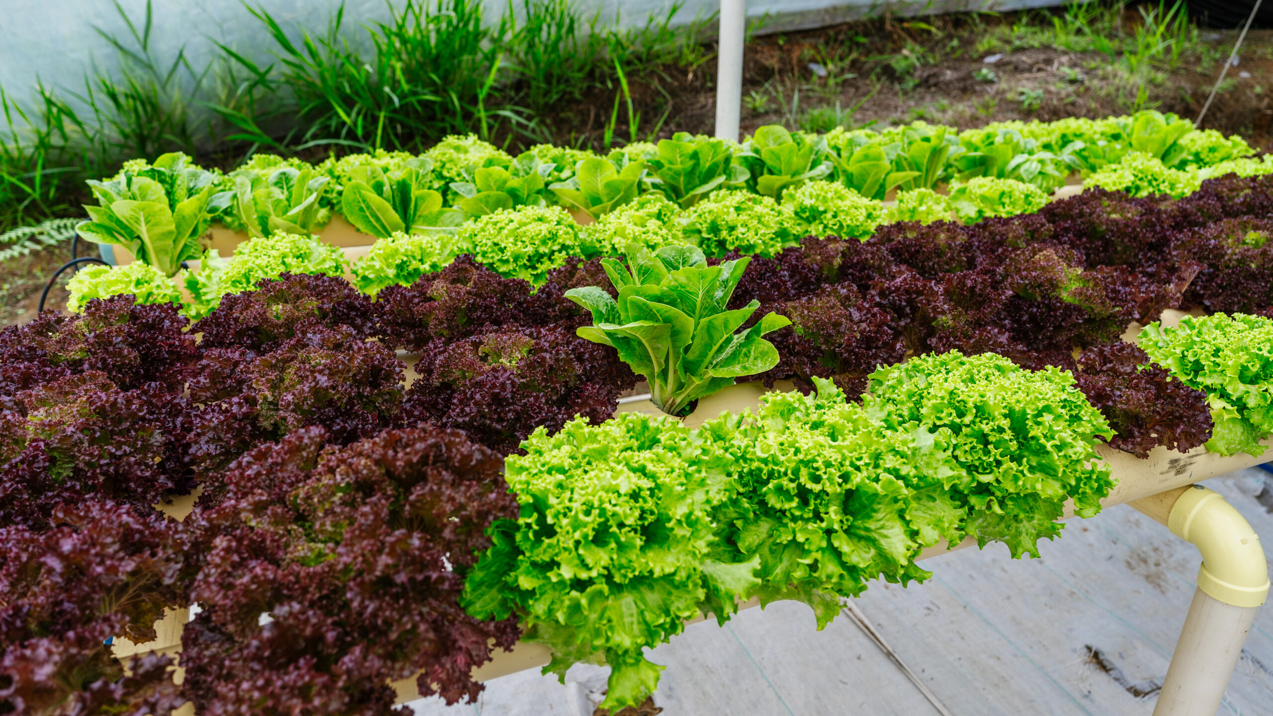 Lechugas verdes y moradas en una cama de cultivo de un sistema de Green Fish
