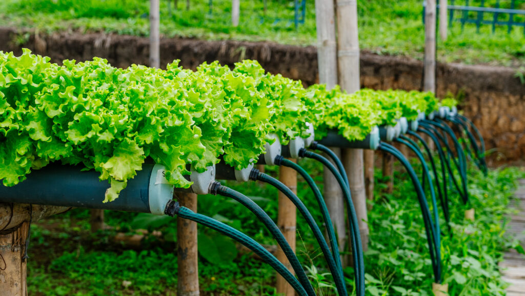 Lechugas creciendo en canales de PVC, un diseño de cultivo sin suelo
