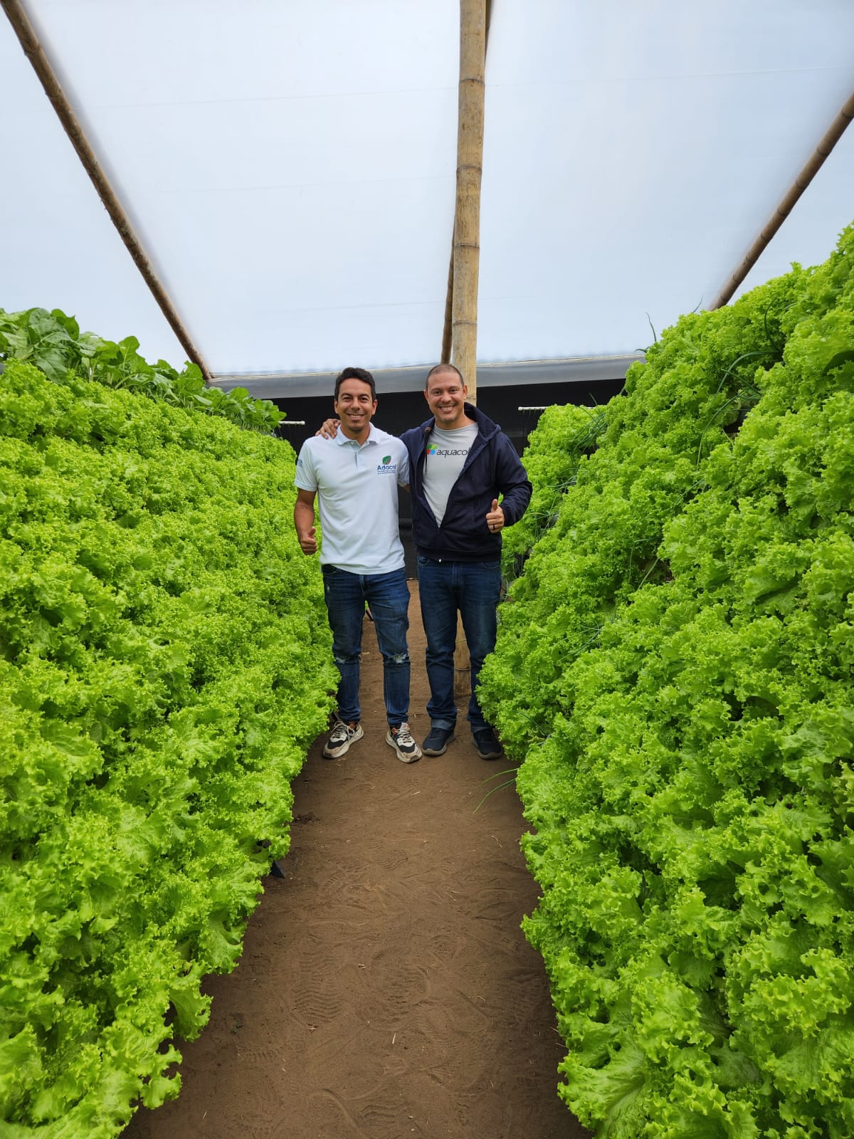 Sistema acuapónico Aquacol con lechuga en producción Dos integrantes de ADACOL y Aquacol dentro de un invernadero acuapónico con lechuga en producción, Cauca