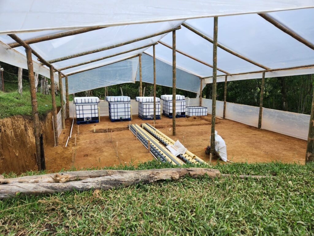 Cuatro tanques IBC dentro de la estructura de guadua y plástico de un sistema acuapónico Aquacol en construcción
