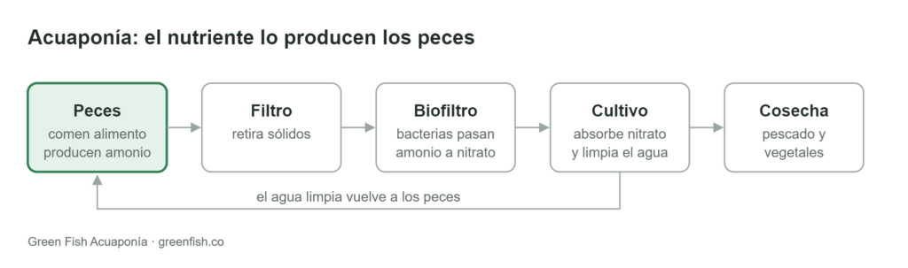 Diagrama de un sistema acuapónico: el agua sale del tanque de peces, pasa por el filtro y el biofiltro, alimenta las camas de cultivo y regresa limpia a los peces